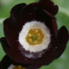 Primula Auricula Douglas Black - Abriachan Nurseries